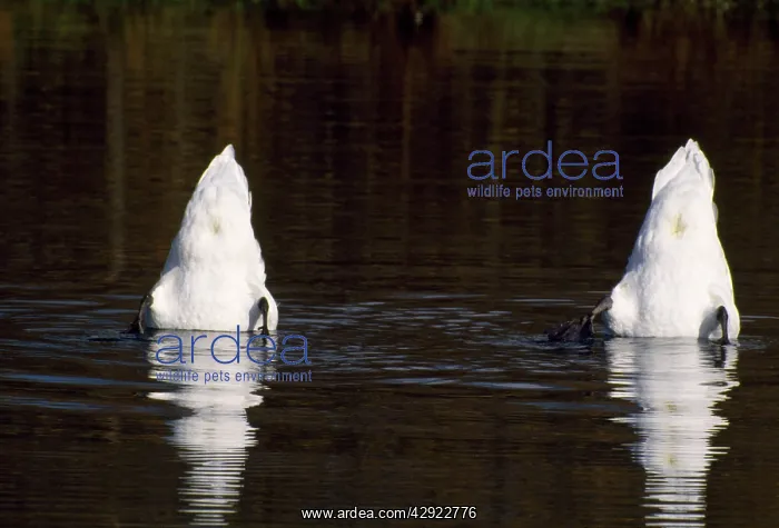 : Mute SWANS - two, bottom up feeding : Mute SWANS - two, bottom up feeding