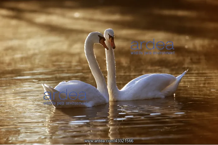 : MUTE SWANS - two, on lake at sunset : MUTE SWANS - two, on lake at sunset