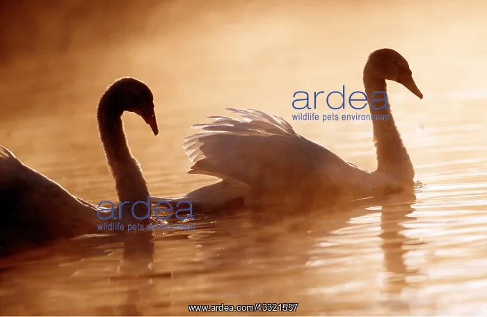  : MUTE SWANS - two, on water at sunset