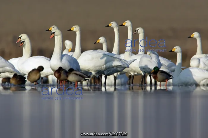 : Mute and Whooper Swans (Cygnus cygnus) - resting : Mute and Whooper Swans (Cygnus cygnus) - resting