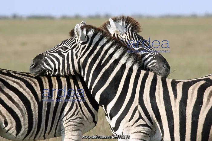 : Mutual grooming of two Burchell's zebras (Equus : Mutual grooming of two Burchell's zebras (Equus