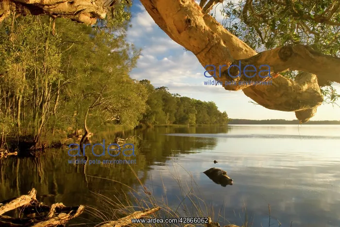 : Myall Lakes idyll - evening at a tranquil bay at : Myall Lakes idyll - evening at a tranquil bay at