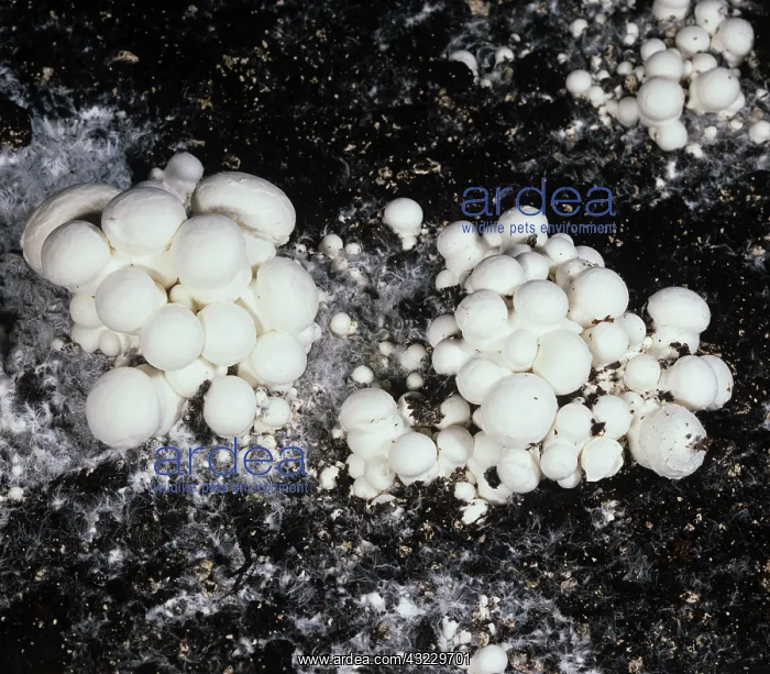 : Mycelia on compost : Mycelia on compost