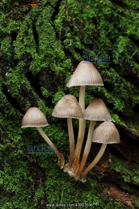 : Mycena Fungi small group growing on a old dead moss : Mycena Fungi small group growing on a old dead moss