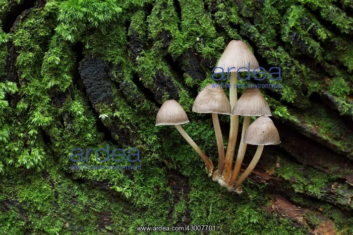 : Mycena Fungi small group growing on a old dead moss : Mycena Fungi small group growing on a old dead moss
