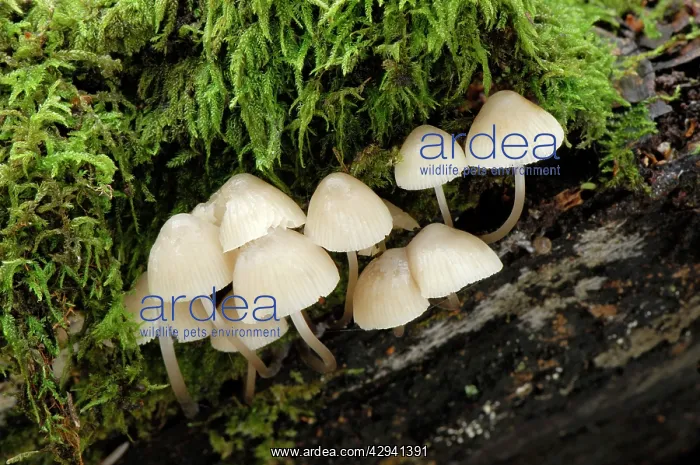 : Mycena galopous : Mycena galopous