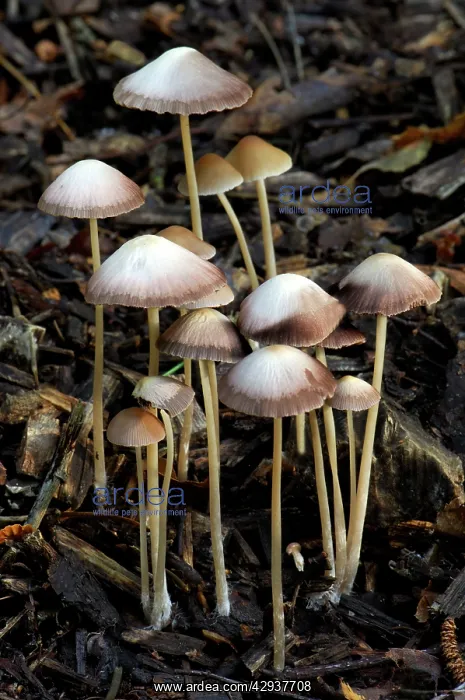 : Mycena - group found growing out of buried twigs : Mycena - group found growing out of buried twigs