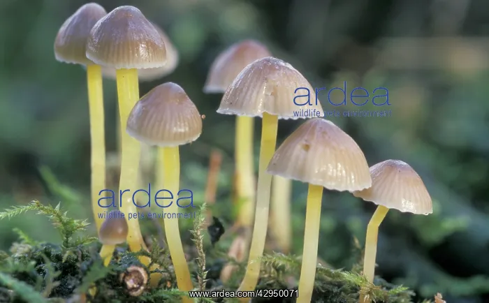 : Mycena Mushroom : Mycena Mushroom