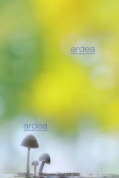 : three Mycena sp in front of the reflection of autumn coloure : three Mycena sp in front of the reflection of autumn coloure