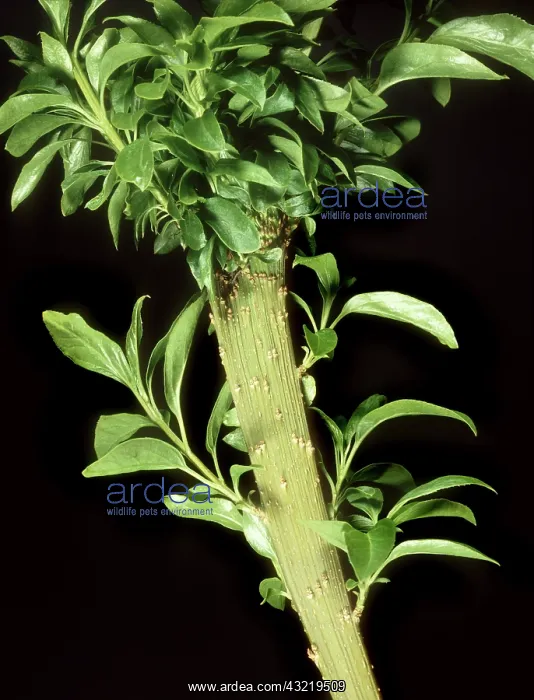 : Mycoplasmal Fasciation of Forsythia : Mycoplasmal Fasciation of Forsythia