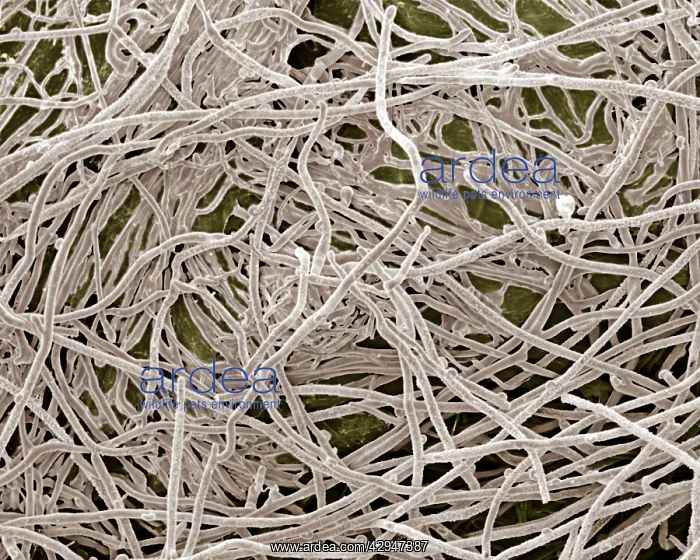 : Mycorrhiza : Mycorrhiza