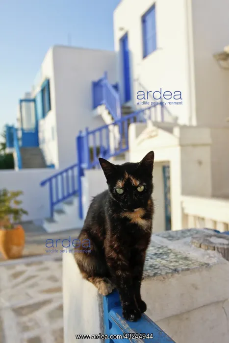 : Mykonos, Greece. Cat perched on railing : Mykonos, Greece. Cat perched on railing