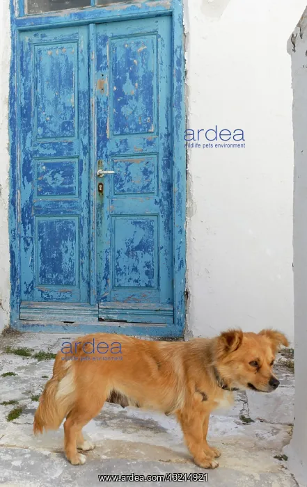 : Mykonos, Greece. Dog by door : Mykonos, Greece. Dog by door