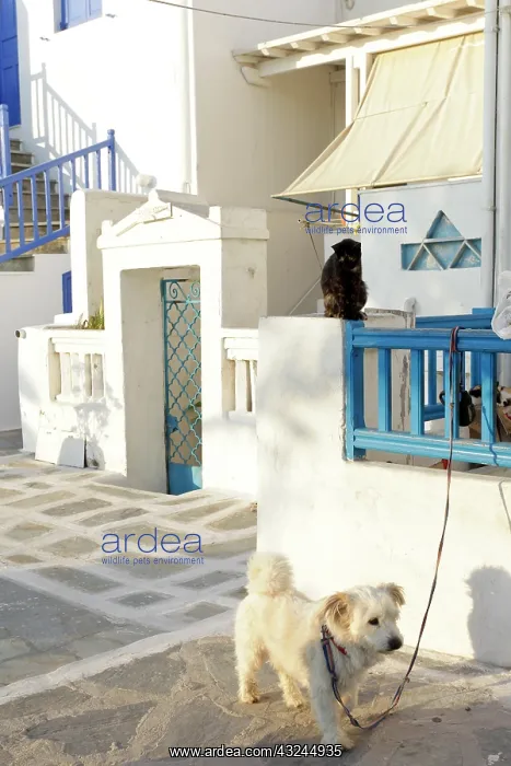 : Mykonos, Greece. Dog and leash, cat on railing : Mykonos, Greece. Dog and leash, cat on railing