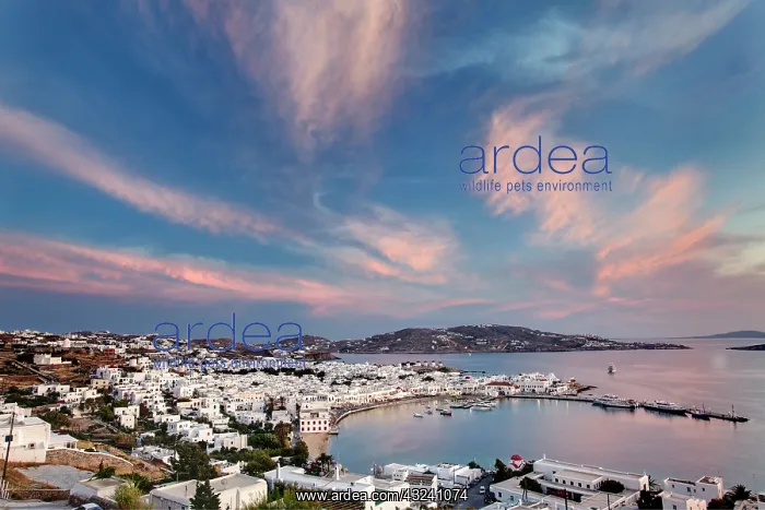 : Mykonos Harbor at sunset, Mykonos, Greece : Mykonos Harbor at sunset, Mykonos, Greece