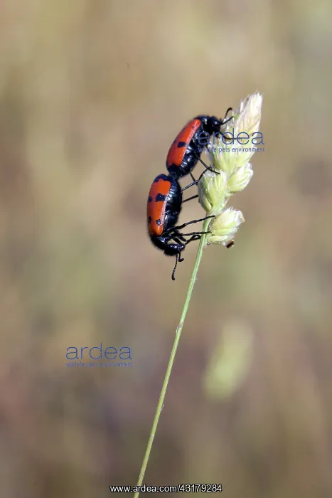 : Mylabris beetle (Mylabris quadripunctata), Couple : Mylabris beetle (Mylabris quadripunctata), Couple