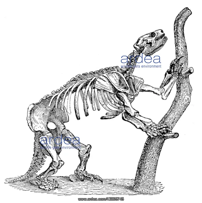: Mylodon, Cenozoic Mammal : Mylodon, Cenozoic Mammal