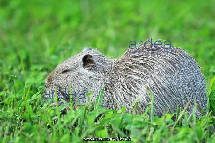 : Myocastor coypus Myocastor : Myocastor coypus Myocastor