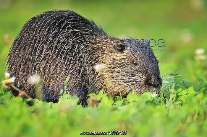 : Myocastor coypus Myocastor : Myocastor coypus Myocastor