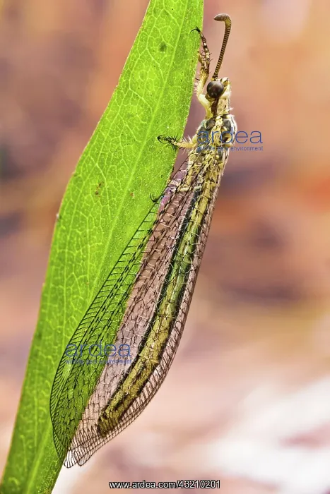 : (Myrmeleon formicarius) or AntlionM, they take t : (Myrmeleon formicarius) or AntlionM, they take t
