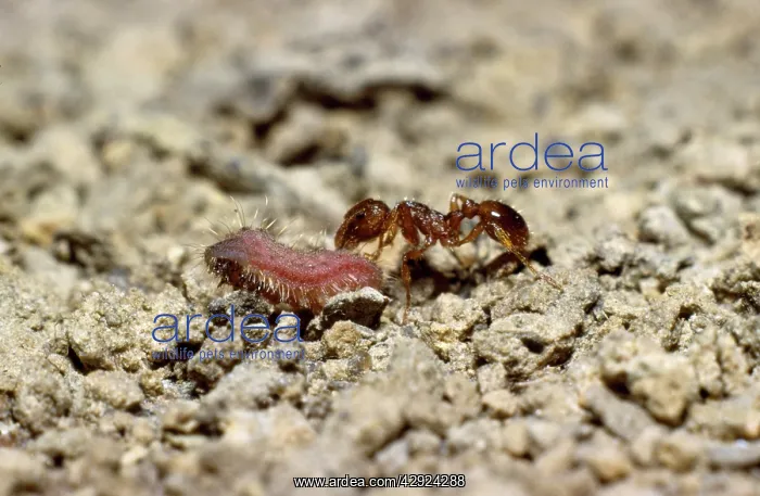 : Myrmica Ant - inspecting Large Blue Butterfly larvae : Myrmica Ant - inspecting Large Blue Butterfly larvae