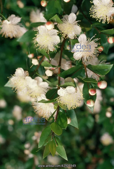  : MYRTLE (Myrtus communis)