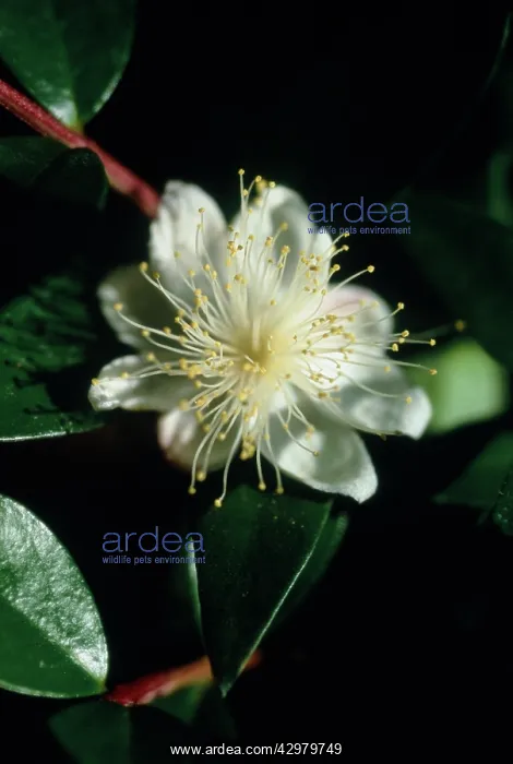 : Myrtle, Myrtus communis : Myrtle, Myrtus communis