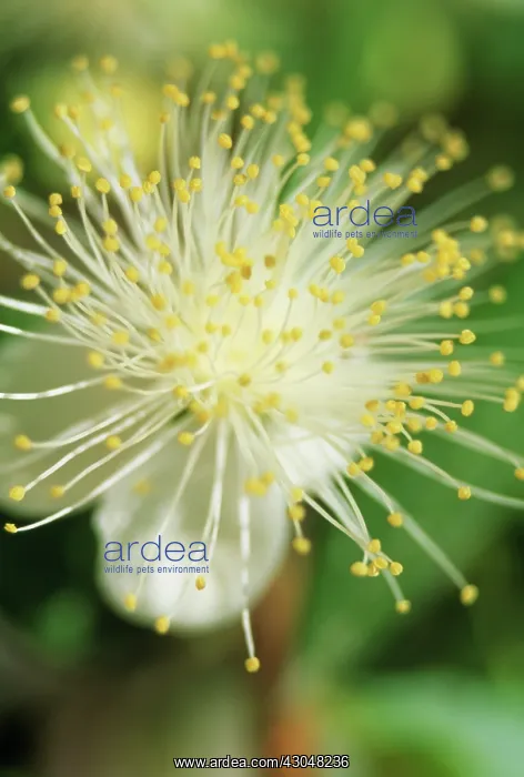: Myrtle, Myrtus communis : Myrtle, Myrtus communis