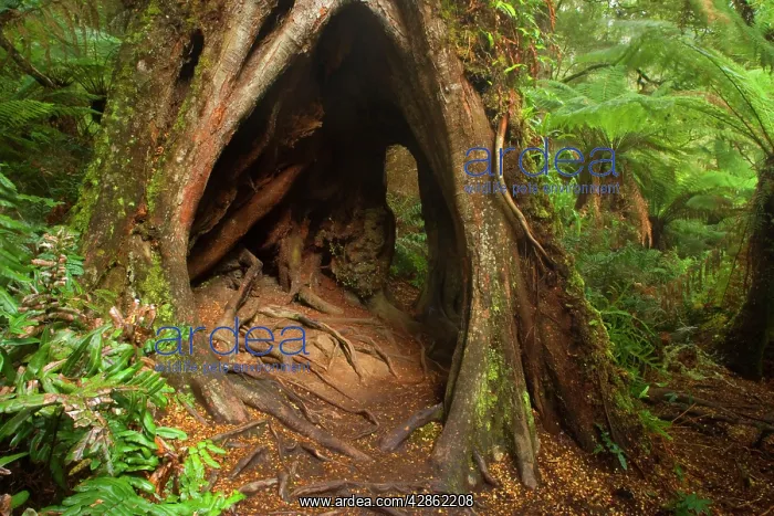 : Myrtle Beech - big, massive Myrtle Beech in lush : Myrtle Beech - big, massive Myrtle Beech in lush
