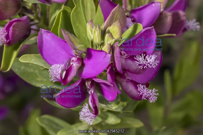 : Myrtle-leaf milkwort, Polygala myrtifolia, in flower : Myrtle-leaf milkwort, Polygala myrtifolia, in flower