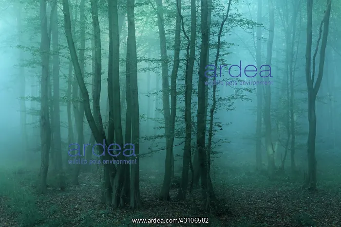 : Mysterious dark forest with fog at dawn, near Freyburg : Mysterious dark forest with fog at dawn, near Freyburg