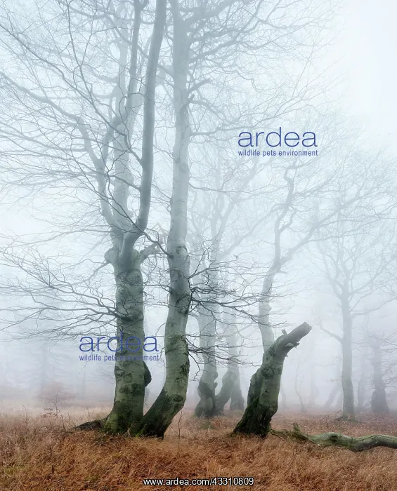 : Mysterious deciduous forest with fog in autumn : Mysterious deciduous forest with fog in autumn