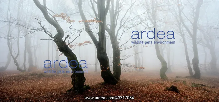 : Mysterious deciduous forest with fog in autumn : Mysterious deciduous forest with fog in autumn