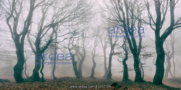 : Mysterious deciduous forest with fog in autumn : Mysterious deciduous forest with fog in autumn