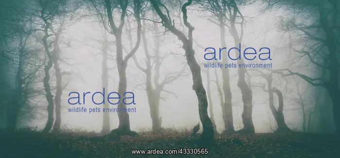  : Mysterious deciduous forest with fog in autumn