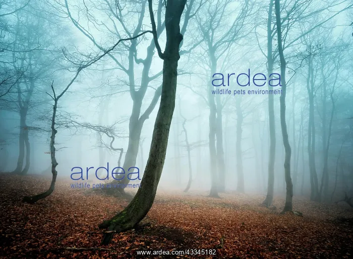 : Mysterious deciduous forest with fog in autumn : Mysterious deciduous forest with fog in autumn