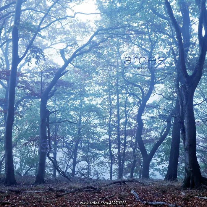 : Mysterious foggy forest landscape at dawn, Witten : Mysterious foggy forest landscape at dawn, Witten