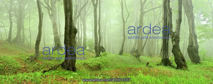 : Mysterious forest in the fog, bizarrely deformed : Mysterious forest in the fog, bizarrely deformed