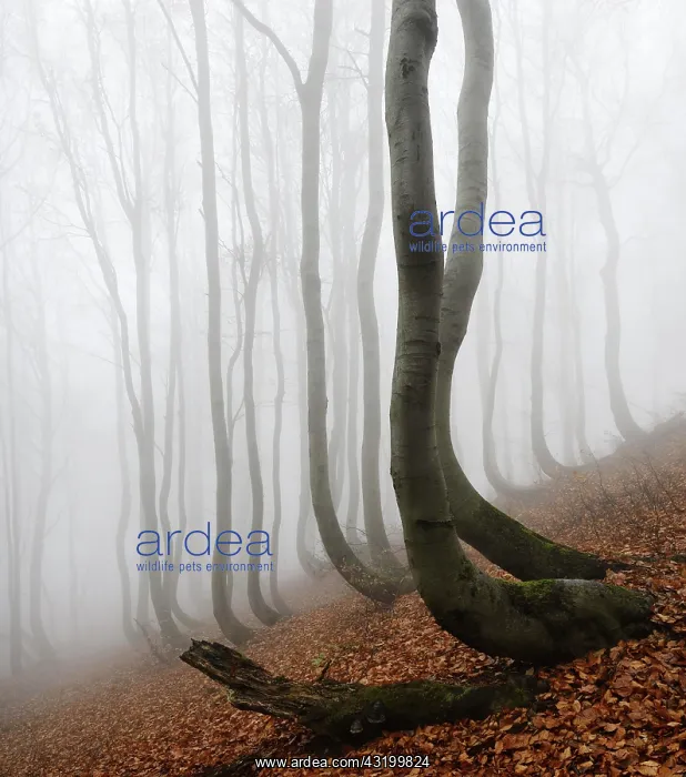 : Mysterious forest in the fog, bizarrely overgrown : Mysterious forest in the fog, bizarrely overgrown