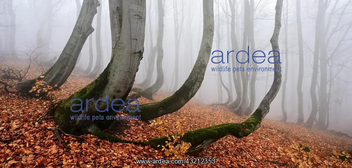 : Mysterious forest in the fog, bizarrely overgrown : Mysterious forest in the fog, bizarrely overgrown