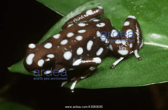 : Mysterious Poison Frog : Mysterious Poison Frog