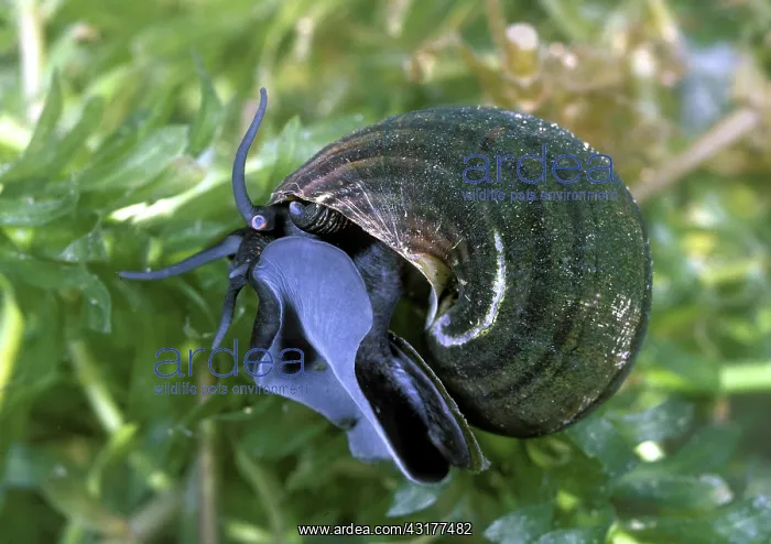 : Mystery Snail : Mystery Snail