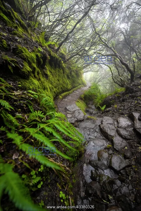 : Mystic forest with mist, Vereda Francisco Achadinha : Mystic forest with mist, Vereda Francisco Achadinha