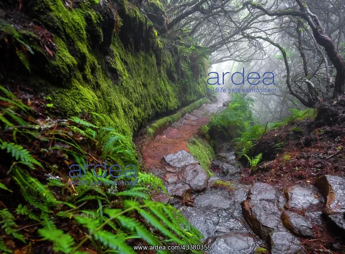 : Mystic forest with mist, Vereda Francisco Achadinha : Mystic forest with mist, Vereda Francisco Achadinha