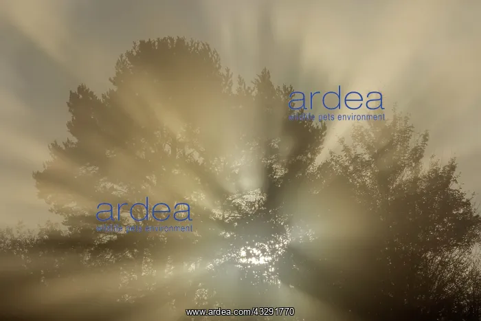 : Mystic mood - sunrays breaking through a tree on a foggy mor : Mystic mood - sunrays breaking through a tree on a foggy mor