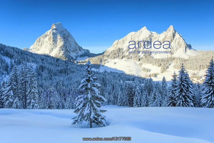 : The Myths, Schwyz, Switzerland, Europe : The Myths, Schwyz, Switzerland, Europe