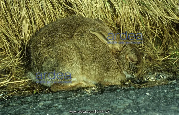 : Myxomatosis : Myxomatosis