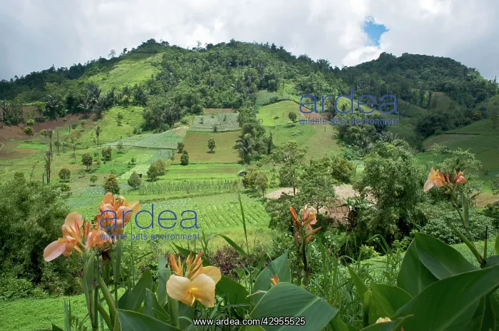 : N. Sulawesi - minahasa highlands : N. Sulawesi - minahasa highlands