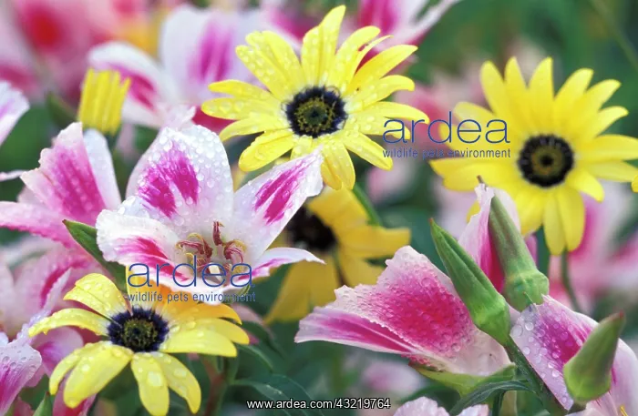 : NA, USA, Oregon, Portland. Flower design : NA, USA, Oregon, Portland. Flower design