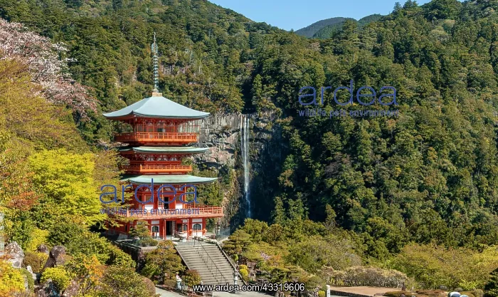 : Nachi waterfall behind pagoda of Seigantoji Temple : Nachi waterfall behind pagoda of Seigantoji Temple